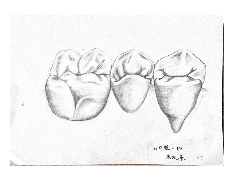 【医学技术系】医学技术系开展口腔牙体素描大赛
